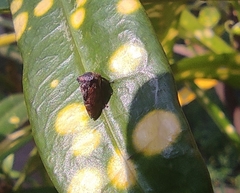 Membracoidea