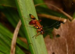 Sphictostethus calvus