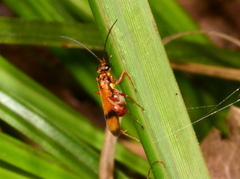 Sphictostethus calvus