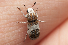 Ozotomerus bipunctatus
