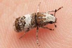 Ozotomerus bipunctatus