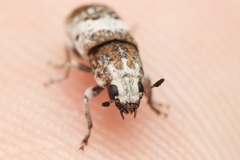 Ozotomerus bipunctatus
