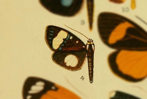 Pararothia gracilis