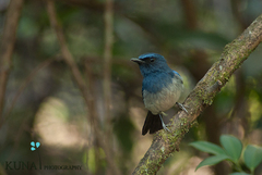 Cyornis pallidipes