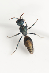 Ephutomorpha aurata