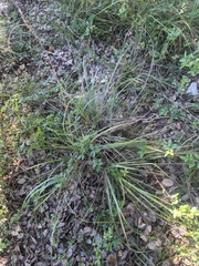Festuca versuta