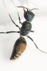 Ephutomorpha aurata