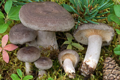 Lactarius mammosus