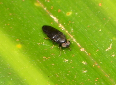 Dysbiota parvula