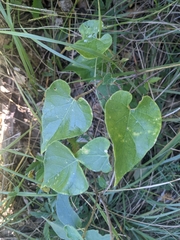 Matelea edwardsensis