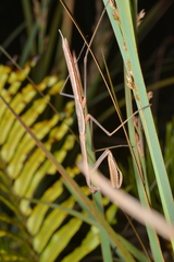 Tenodera costalis