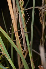 Tenodera costalis