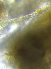 Stigeoclonium