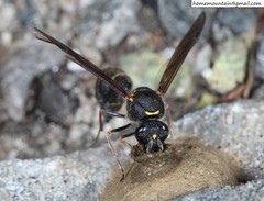 Eumenes septentrionalis