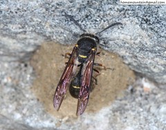 Eumenes septentrionalis