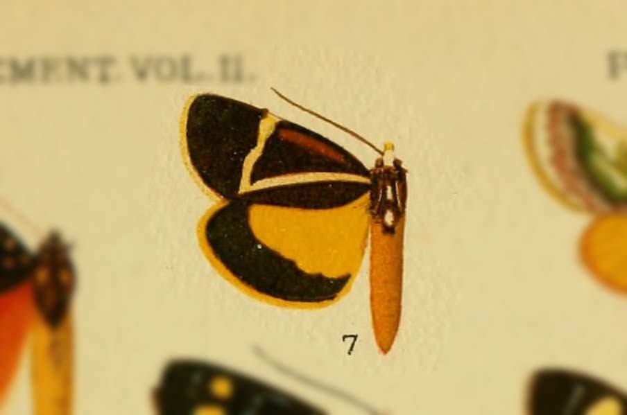 Aegocera geometrica