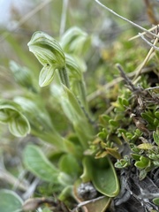 Pterostylis tanypoda