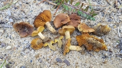 Cortinarius aureifolius