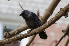 Corvus monedula