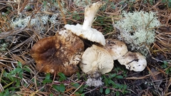 Tricholoma apium