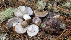 Tricholoma niveipes
