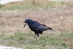 Corvus frugilegus