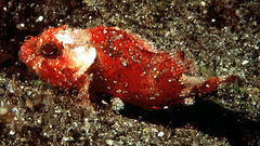 Barchin Scorpionfish photo 3