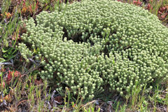Helichrysum asperum comosum