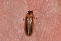 Atyphella similis