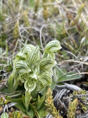 Pterostylis tanypoda