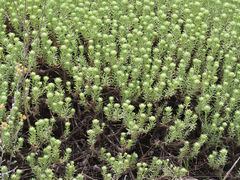 Helichrysum asperum comosum
