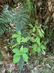 Jovellana sinclairii
