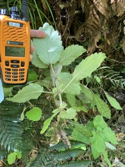 Jovellana sinclairii