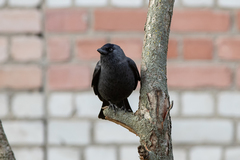 Corvus monedula
