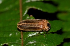 Atyphella similis