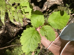 Jovellana sinclairii