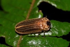 Atyphella similis
