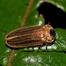 Atyphella similis - Photo (c) Nick Lambert, some rights reserved (CC BY-NC-SA), uploaded by Nick Lambert