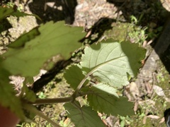 Jovellana sinclairii