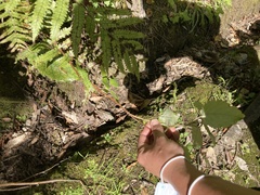 Jovellana sinclairii