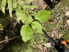 Jovellana sinclairii