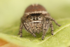 Phidippus olympus