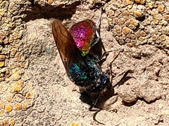 Chrysidoidea