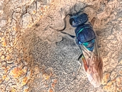 Chrysidoidea