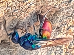 Chrysidoidea
