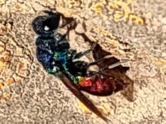 Chrysidoidea