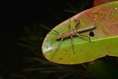 Canachus