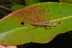 Canachus