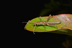 Canachus