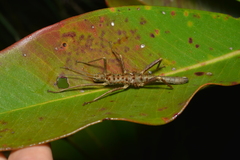 Canachus